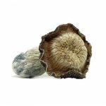 Buy Tidal Wave Mushroom Online New Zealand
