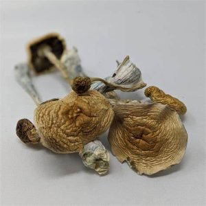 Buy Cambodians Mushrooms Online New Zealand