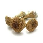 Buy Pink Buffalo Mushroom online New Zealand