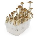 Buy B+ Mushroom Grow Kit Online New Zealand