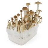 Buy B+ Mushroom Grow Kit Online New Zealand