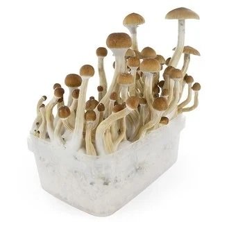 B+ Magic Mushroom Growing-Kit Buy B+ Mushroom Grow Kit Online New Zealand