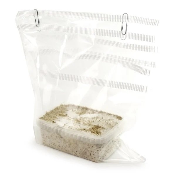B+ Magic Mushroom Growing-Kit-1 Buy B+ Mushroom Grow Kit Online New Zealand