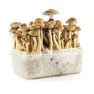 Buy Golden Teacher Mushroom Grow Kit Online New Zealand