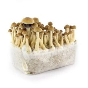 Buy Ecuadorian Mushroom Grow kit online New Zealand