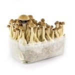 Buy Malabar Mushroom Grow kit online New Zealand