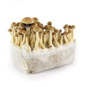 Buy Mazatapec Mushroom Grow kit online New Zealand