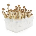 Buy Mexican Mushroom Grow Kit online New Zealand