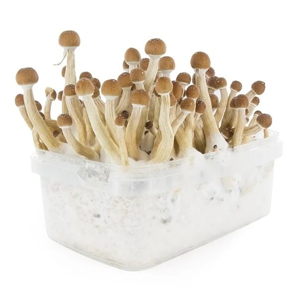 Buy Mexican Mushroom Grow Kit online New Zealand