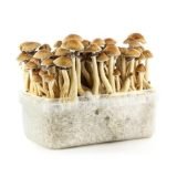 Buy Amazonian mushroom Grow kit Online New Zealand