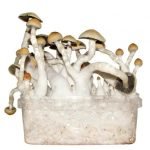 Buy Albino Penis Envy Mushroom Grow kit Online New Zealand