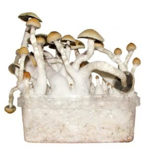 Buy Albino Penis Envy Mushroom Grow kit Online New Zealand