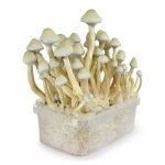 Buy Albino A+ Mushroom Grow kit online New Zealand