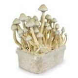 Buy Albino A+ Mushroom Grow kit online New Zealand