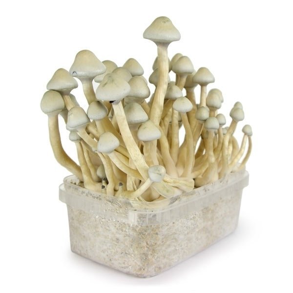 Buy Albino A+ Mushroom Grow kit online New Zealand
