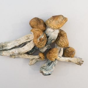 Big Mex Mushrooms for sale online New Zealand