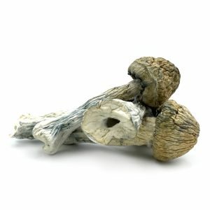 Thrasher Mushroom for sale online New Zealand