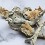 Buy Treasure Coast Mushroom online New Zealand