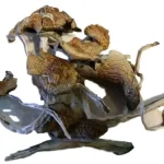 Buy Z Strain Mushroom Online New Zealand
