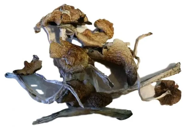 Z-Strain-Magic-Mushrooms Buy Z Strain Mushroom Online New Zealand