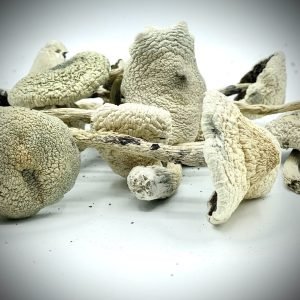 Buy White Teacher Mushroom Online New Zealand