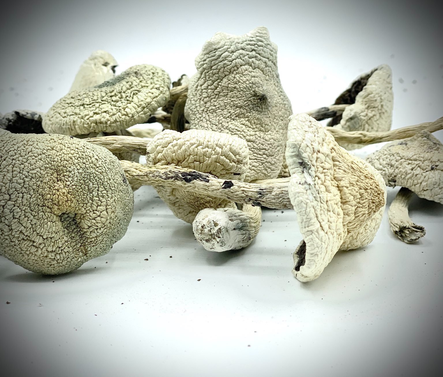 albino-penis-envy-white-teacher Buy White Teacher Mushroom Online New Zealand