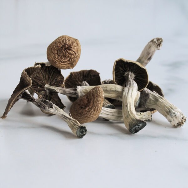 Mazatapec Mushroom for sale online New Zealand