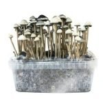 Buy Copelandia Hawaiian Mushroom Grow kit online New Zealand