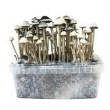 Buy Copelandia Hawaiian Mushroom Grow kit online New Zealand