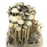 Buy Copelandia Hawaiian Mushroom Grow kit online New Zealand
