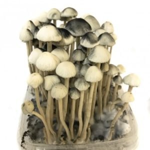 Buy Copelandia Hawaiian Mushroom Grow kit online New Zealand