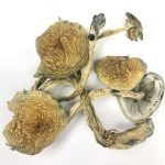 Buy Cuban Mushrooms Online New Zealand