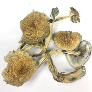 Buy Cuban Mushrooms Online New Zealand