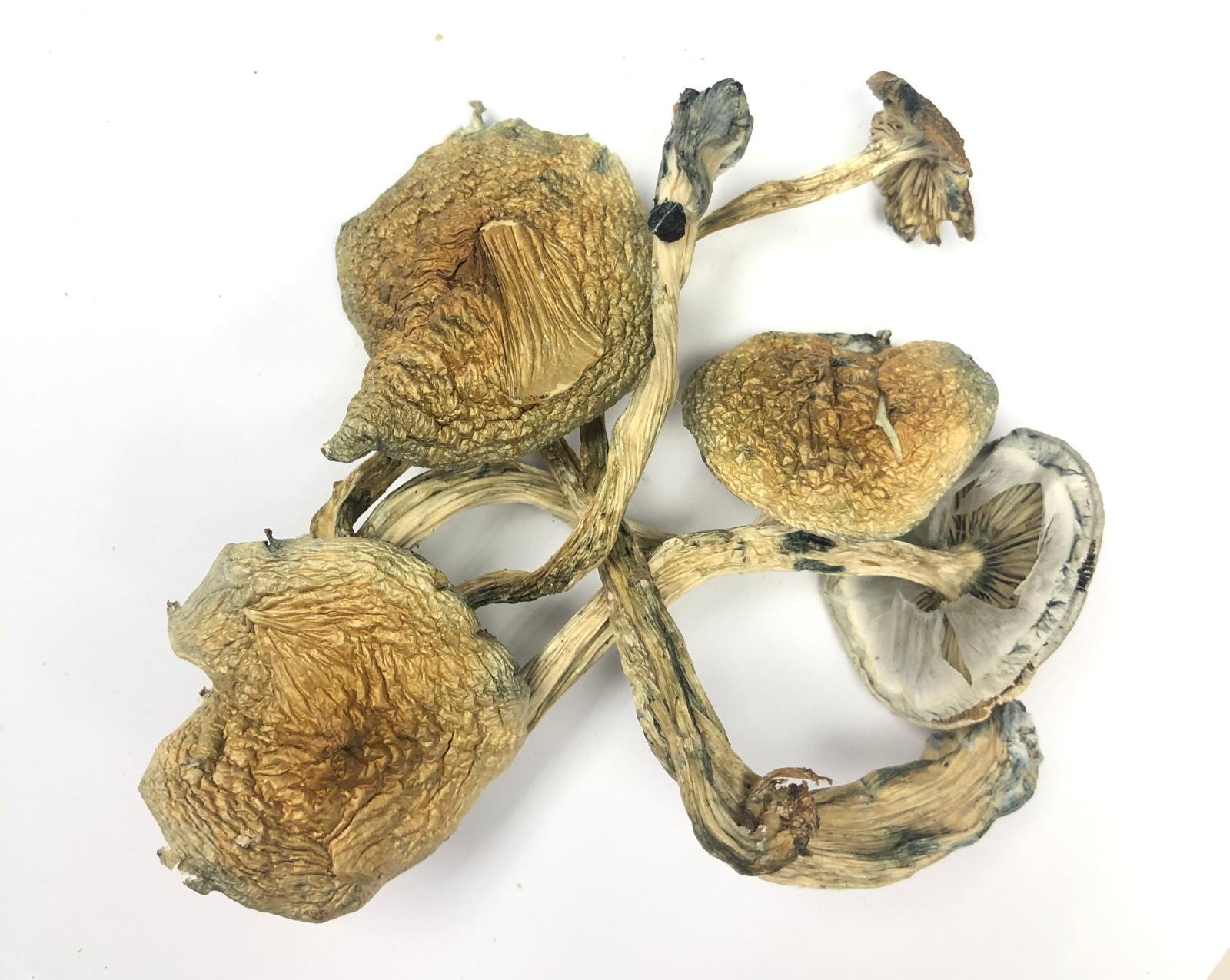 cubancubensis Buy Cuban Mushrooms Online New Zealand