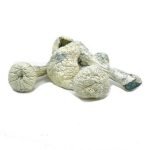 Rusty Whyte Mushroom for sale online New Zealand