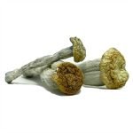 Yeti Mushroom For Sale Online New Zealand