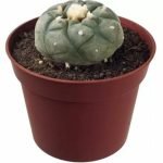 Buy Peyote Lophophora Williamsii in New Zealand