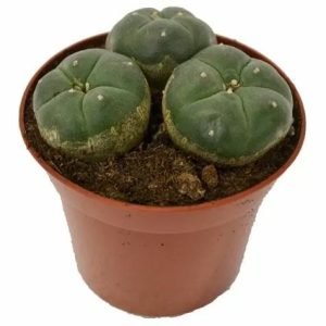 Buy Peyote Cactus 3 Heads in New Zealand