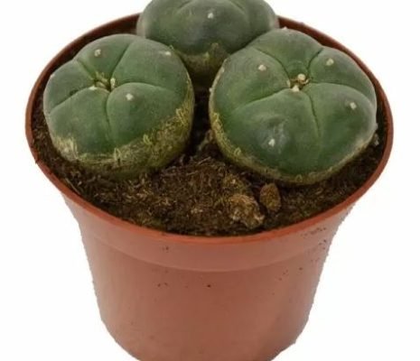 Buy Peyote Cactus 3 Heads in New Zealand