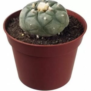 Buy Peyote Lophophora Williamsii in New Zealand