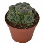 Buy Peyote Cluster Lophophora Williamsii in New Zealand