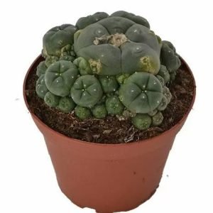 Buy Peyote Cluster Lophophora Williamsii in New Zealand