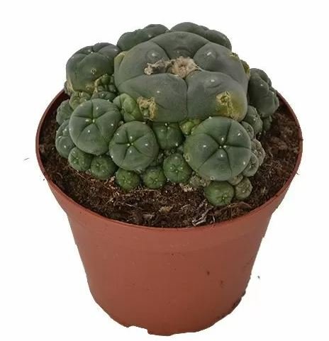 Buy Peyote Cluster Lophophora Williamsii in New Zealand Buy Peyote Cluster Lophophora Williamsii in New Zealand