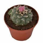 Buy Lophophora Decipiens Peyote in New Zealand