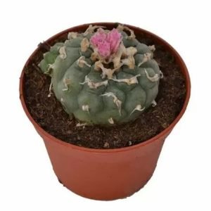 Buy Lophophora Decipiens Peyote in New Zealand