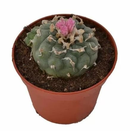 Buy Lophophora Decipiens Peyote in New Zealand Buy Lophophora Decipiens Peyote in New Zealand