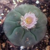 Buy Peyote Seeds in New Zealand
