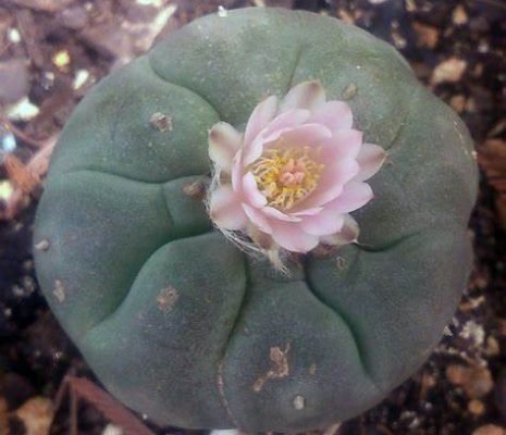 Buy Peyote Seeds in New Zealand